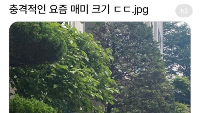 충격적인 요즘 매미 크기
