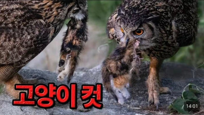 캣맘에게 테러 당했던 조류 유튜버 최근 영상 