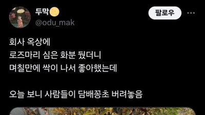 회사 옥상에 화분을 놔두면 생기면 일 