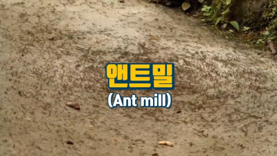 개미떼가 빙글빙글 돌다 죽어나가는 현상 