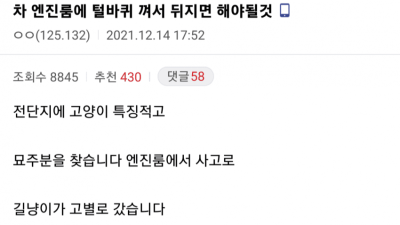 길고양이 내 차 엔진룸에 들어가 죽었을때 꿀팁