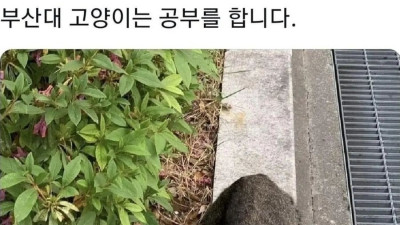 대학교별 고양이들 ‥