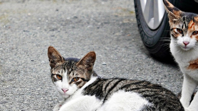 길고양이 함부로 만지면 안되는 이유