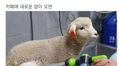 분양받은 양이 점점 뽀송해진다는 홍대 양카페