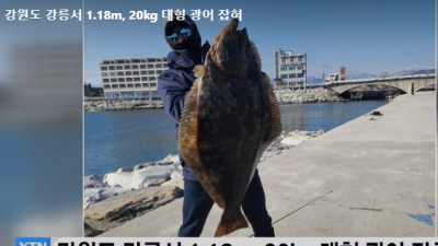 강원도 강릉서 1.18m 20kg 대형 광어 잡혀