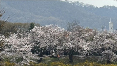 벚꽃이 너무 좋아 대놓고 구경 하러온 자동차