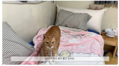   				치매고양이 영상에 달린 추천 1100개짜리 댓글.jpg			