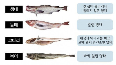   				한국인이 너무나 사랑한 생선.jpg			