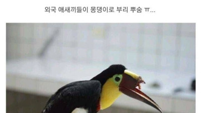 인간에게 납치되어 이상해진 동물들