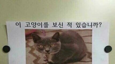   				이 고양이를 보신 적 있습니까?			