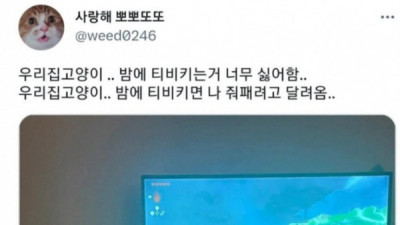   				밤에 티비키면 줘패려고 달려오는 고양이			