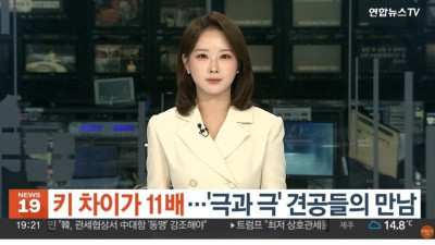 세상에서 가장 큰 개와 작은 개